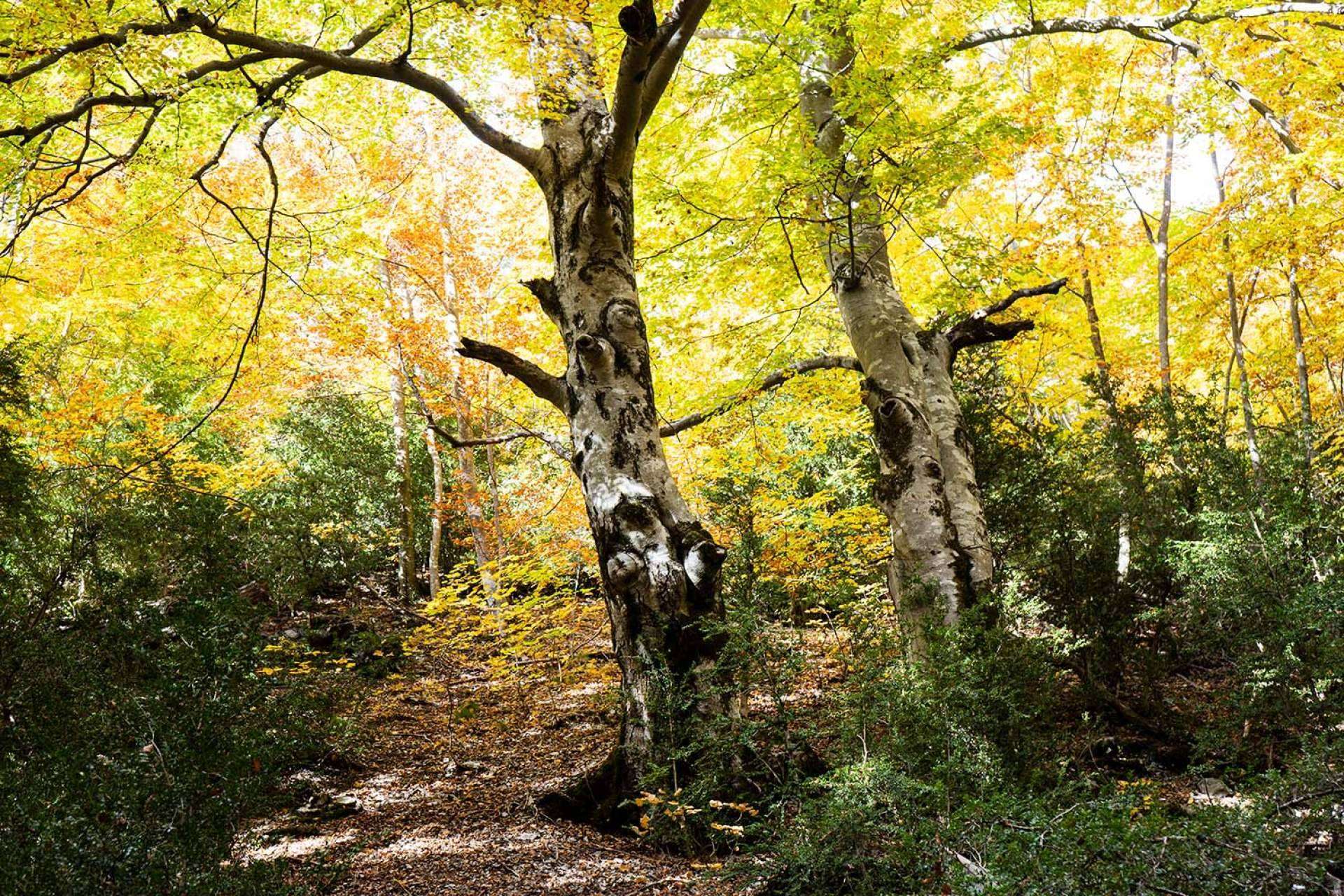 Disfrutar de una escapada en otoño en el Camping Repòs del Pedraforca