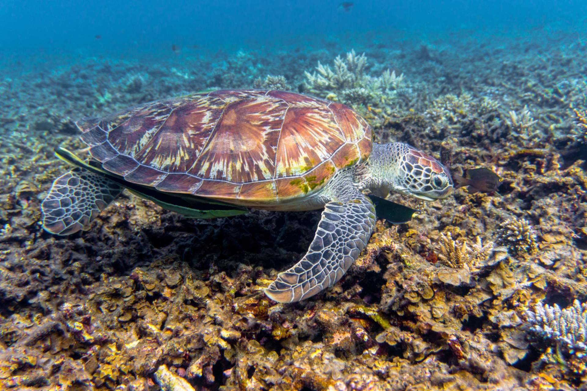 Nitro Koh Tao, escuela de buceo en Tailandia